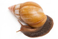 Lissachatina fulica hamillei rodatzi Madagascar adult